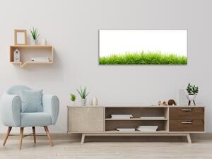 Obraz skleněný jarní tráva na bílé pozadí - 30 x 60 cm