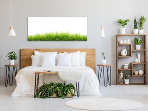 Obraz skleněný jarní tráva na bílé pozadí - 30 x 60 cm