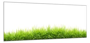 Obraz skleněný jarní tráva na bílé pozadí - 60 x 90 cm
