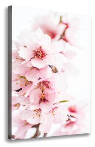 Vertikální Foto obraz na plátně Květ mandloně ocv-79943111