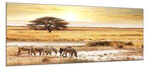 Obraz skleněný Safari a zebry - 30 x 40 cm