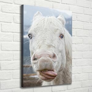 Vertikální Foto obraz na plátně Šílený bílý kůň ocv-80296116