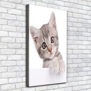 Vertikální Vertikální Foto obraz na plátně do obýváku Šedá kočka ocv-80791907