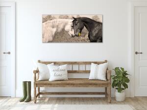 Obraz na skle kůň bílý a černý - 50 x 70 cm