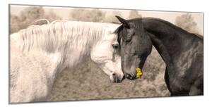 Obraz na skle kůň bílý a černý - 60 x 90 cm