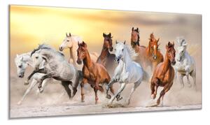 Obraz skleněný stádo koní v písku - 80 x 100 cm