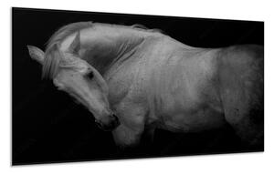 Obraz skleněný bílý kůň bez ohlávky - 40 x 60 cm