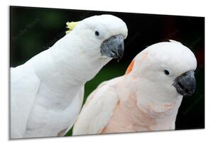 Obraz skleněný papoušek kakadu - 34 x 72 cm