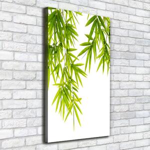 Foto-obraz canvas do obýváku Bambus listí ocv-81471407