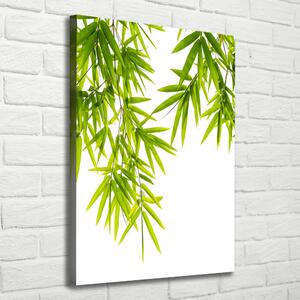 Foto-obraz canvas do obýváku Bambus listí ocv-81471407