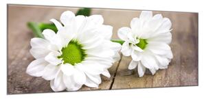 Obraz skleněný květ bílé chryzantémy na dřevě - 50 x 70 cm