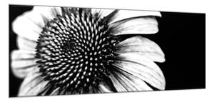 Obraz skleněný černobílý květ slunečnice - 50 x 70 cm