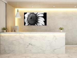 Obraz skleněný černobílý květ slunečnice - 50 x 100 cm