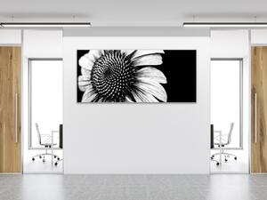 Obraz skleněný černobílý květ slunečnice - 50 x 100 cm