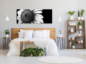 Obraz skleněný černobílý květ slunečnice - 30 x 60 cm