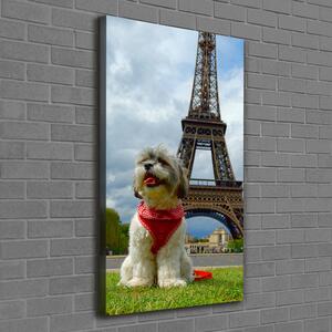 Vertikální Foto obraz na plátně Pes v Paříži ocv-82234156