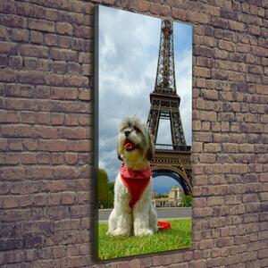 Vertikální Foto obraz na plátně Pes v Paříži ocv-82234156