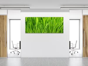 Obraz skleněný detail zelená tráva - 30 x 60 cm