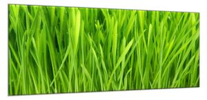 Obraz skleněný detail zelená tráva - 100 x 150 cm