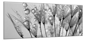 Obraz skleněný orosené chmýří pampelišky - 100 x 150 cm