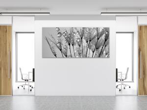 Obraz skleněný orosené chmýří pampelišky - 30 x 60 cm