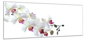 Obraz skleněný větev květů bílo růžové orchideje - 50 x 70 cm