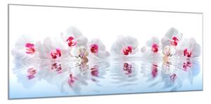 Obraz skleněný květy bílé orchideje na hladině - 100 x 150 cm