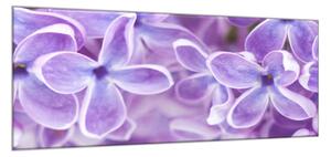 Obraz skleněný detail květy fialového šeříku - 50 x 70 cm