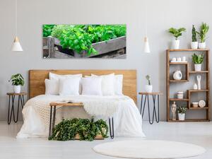 Obraz skleněný dřevěná bedna s bylinkami - 30 x 60 cm
