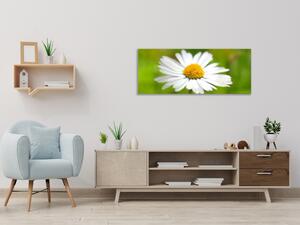 Obraz skleněný detail květ bílé kopretiny - 30 x 60 cm
