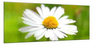 Obraz skleněný detail květ bílé kopretiny - 100 x 150 cm