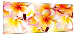 Obraz skleněný detaily žluté květy plumerie - 50 x 70 cm