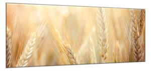 Obraz skleněný detail zralé klasy pšenice - 50 x 70 cm