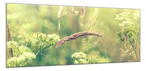 Obraz skleněný rozkvetla tráva louky - 30 x 60 cm