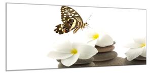 Obraz skleněný bílé květy, motýl, oblázky - 52 x 60 cm