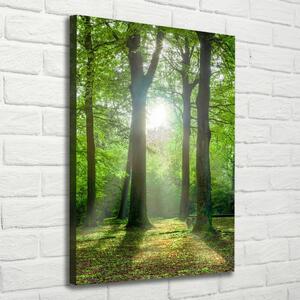 Vertikální Foto obraz na plátně Slunce v lese ocv-83761182