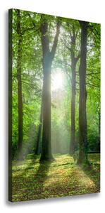 Vertikální Foto obraz na plátně Slunce v lese ocv-83761182