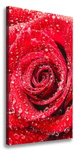 Vertikální Foto obraz na plátně Červená růže ocv-83790041