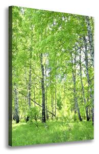 Vertikální Foto obraz canvas Břízový les ocv-84161730