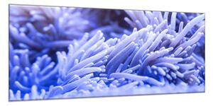 Obraz skleněný sasanka mořská - 100 x 150 cm