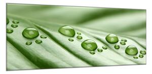Obraz skleněný rosa na zeleném listu - 30 x 60 cm