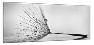 Obraz skleněný padák odkvetlé pampelišky s rosou - 30 x 60 cm