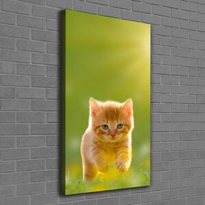 Vertikální Vertikální Foto obraz na plátně do obýváku Červená kočka ocv-84856459