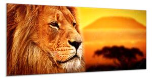 Obraz skleněný lev v západu slunce - 70 x 100 cm