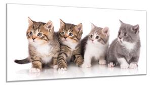 Obraz skleněný čtyři koťátka - 34 x 72 cm