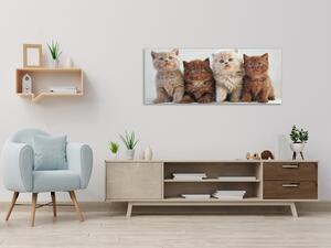 Obraz skleněný čtyři koťata - 30 x 60 cm