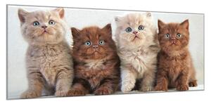 Obraz skleněný čtyři koťata - 52 x 60 cm