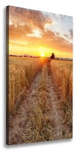 Vertikální Foto obraz na plátně Pole pšenice ocv-86490095