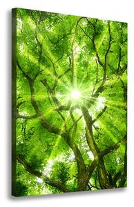 Vertikální Foto obraz canvas Koruna stromů ocv-88048768