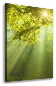 Vertikální Foto obraz na plátně Slunce v lese ocv-88868942